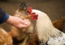O Brasil e o risco da gripe do frango