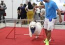 Desfile de cães será atração deste domingo no espaço pet da BMB