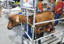 Programação da 23ª edição do Bode na Rua prossegue até este domingo no município de Gurjão