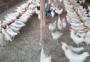 Avicultura alternativa em Cabaceiras cresce com fabricação de ração e planejamento  da unidade de beneficiamento de ovos