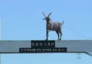 Gurjão realiza a 23ª edição do Bode na Rua com apoio do Governo da Paraíba