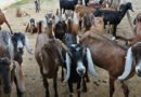 Incentivos do Governo da Paraíba favorecem avanço da caprinocultura no Curimataú
