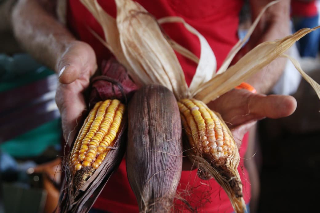 agricultura-milho-divulgacao Governo Federal aprova pagamento do Garantia-Safra para os agricultores paraibanos que tiveram perdas nas produções em 2023/2024