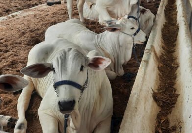 Preparativos para a exposição Paraíba Agronegócios entram na reta final e evento começa neste domingo (13)
