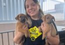 Secretaria de Cuidado e Proteção Animal promove evento de adoção responsável de animais 