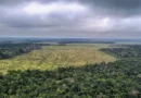 Em 40 anos, Amazônia perdeu área de vegetação do tamanho da França