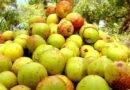 Paraíba mantém liderança na produção de mangaba no país