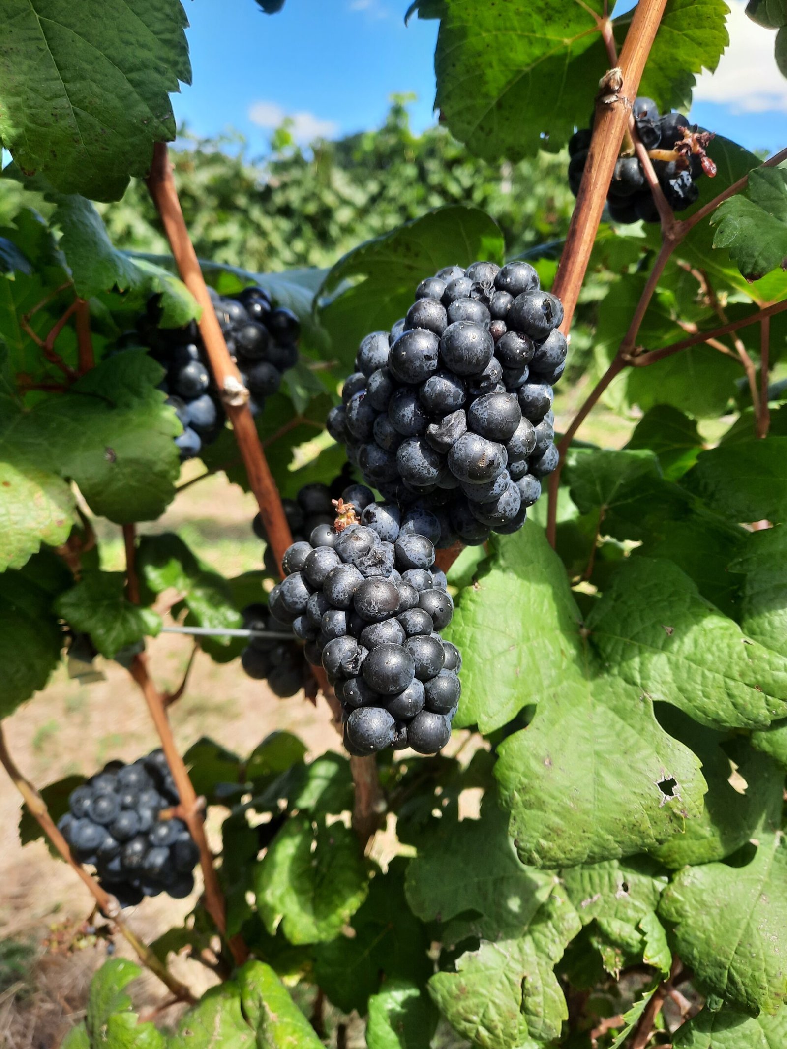 uvas-divulgacao-scaled Primeira vinícola da Paraíba realiza a colheita da segunda safra e projeta crescimento da produção em Sousa