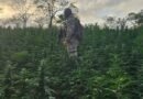 Operação Terra Protegida localiza plantação com 44 mil pés de maconha na cidade de Livramento