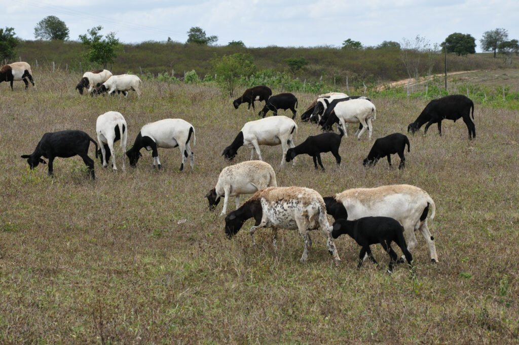 unnamed-33-1024x680 Governo da Paraíba alerta para atualização cadastral e vacinação de animais