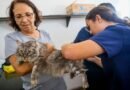 Zoonoses imunizou mais de 100 mil animais contra a raiva em 2025