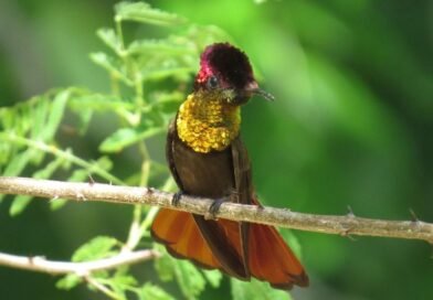 Paraíba é destaque nacional no turismo de observação de aves
