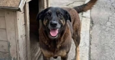 Morte do cachorro Orelha impulsiona manifestações em diferentes cidades; veja locais