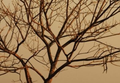 Sertão será a região mais afetada pelo Super El Niño Sertão será a região mais afetada pelo Super El Niño
