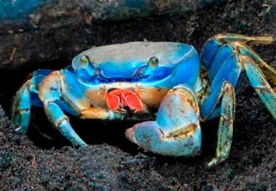 Defeso do caranguejo-uçá começa nesta terça-feira (17) na Paraíba; veja regras