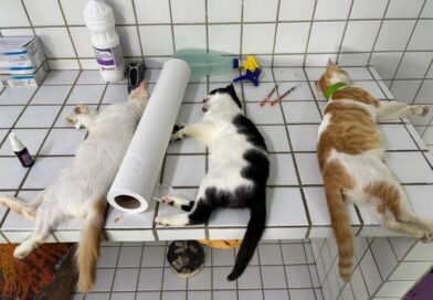 CRMV-PB e Polícia Militar interrompem castrações irregulares de animais em escola pública de Juripiranga