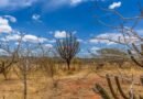 Caatinga Resiste: começa hoje operação nacional contra desmatamento no semiárido