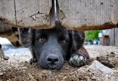 Governo da Paraíba realiza Dia D de combate aos maus-tratos contra animais na próxima terça-feira (14)
