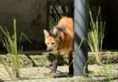 Parque Arruda Câmara recebe lobo-guará fêmea através de parceria com Cetas de Goiás