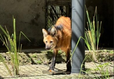 Parque Arruda Câmara recebe lobo-guará fêmea através de parceria com Cetas de Goiás