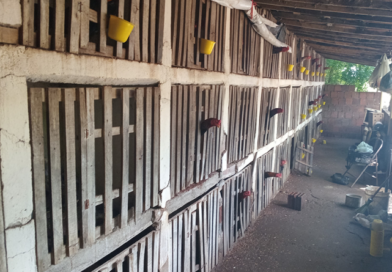 Polícia Militar acaba com rinha de galos e salva 64 animais de maus-tratos no sertão paraibano