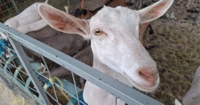 São Bento promove a 2ª Expo Agro a partir desta quinta-feira com apoio da Sedap-PB