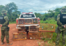 Polícia Militar apreende 25 aves silvestres mantidas ilegalmente em Guarabira