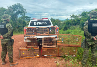 Polícia Militar apreende 25 aves silvestres mantidas ilegalmente em Guarabira