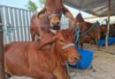 Em Campina Grande: Expapi deve movimentar R$ 30 milhões em negócios a partir deste domingo Em Campina Grande: Expapi deve movimentar R$ 30 milhões em negócios a partir deste domingo