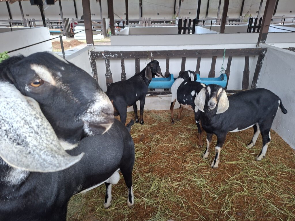unnamed-2026-05-18T102021.214-1024x768 56ª Expapi reúne mais de 1,2 mil animais e implementos agropecuários em Campina Grande