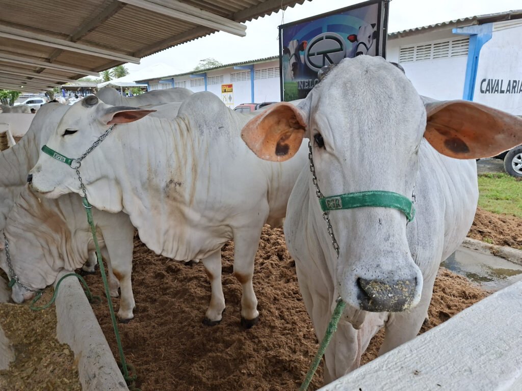 unnamed-2026-05-18T102023.257-1024x768 56ª Expapi reúne mais de 1,2 mil animais e implementos agropecuários em Campina Grande