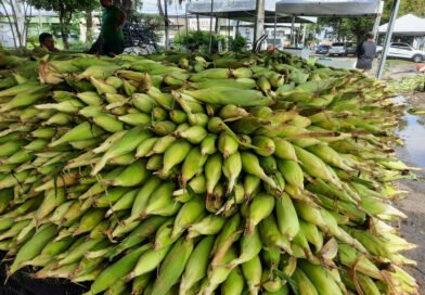 Cadastro de comerciantes que desejam participar da Feira do Milho da Empasa começa na próxima segunda-feira