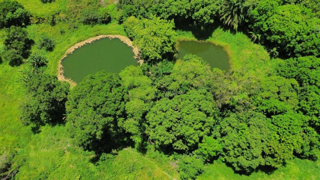unnamed-2026-05-28T084812.350-1024x576 Governo da Paraíba promove Semana do Meio Ambiente com ações em várias regiões do estado