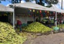 Feira do Milho da Empasa tem previsão de comercializar mais de 400 toneladas