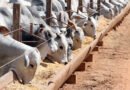 Sedap-PB promove a partir desta quinta-feira a 18ª Expo Leite, em Piancó
