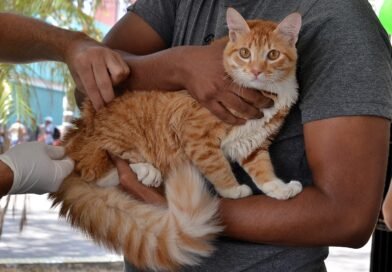 JULHO DOURADO: Centro de Controle de Zoonoses de CG oferece vacinação antirrábica gratuita para cães e gatos, sem necessidade de agendamento JULHO DOURADO: Centro de Controle de Zoonoses de CG oferece vacinação antirrábica gratuita para cães e gatos, sem necessidade de agendamento