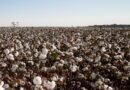 Nordeste deve produzir mais de 1 milhão de toneladas de algodão pela primeira vez