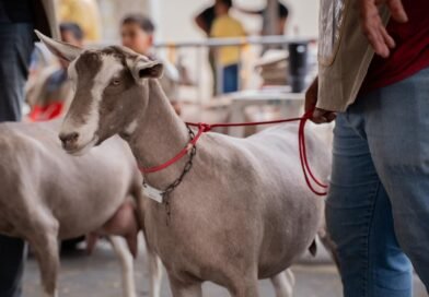 Começa, nesta quarta-feira, a Expoprata, com destaque para a 1ª Exposição Nacional da raça Murciana-Granadina Começa, nesta quarta-feira, a Expoprata, com destaque para a 1ª Exposição Nacional da raça Murciana-Granadina
