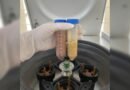 Tese da UFPB transforma mangaba e bacaba em aposta para novos alimentos probióticos Tese da UFPB transforma mangaba e bacaba em aposta para novos alimentos probióticos