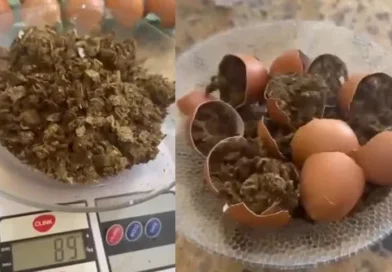 Droga escondida em ovos é apreendida antes de entrar em presídio de Patos Droga escondida em ovos é apreendida antes de entrar em presídio de Patos